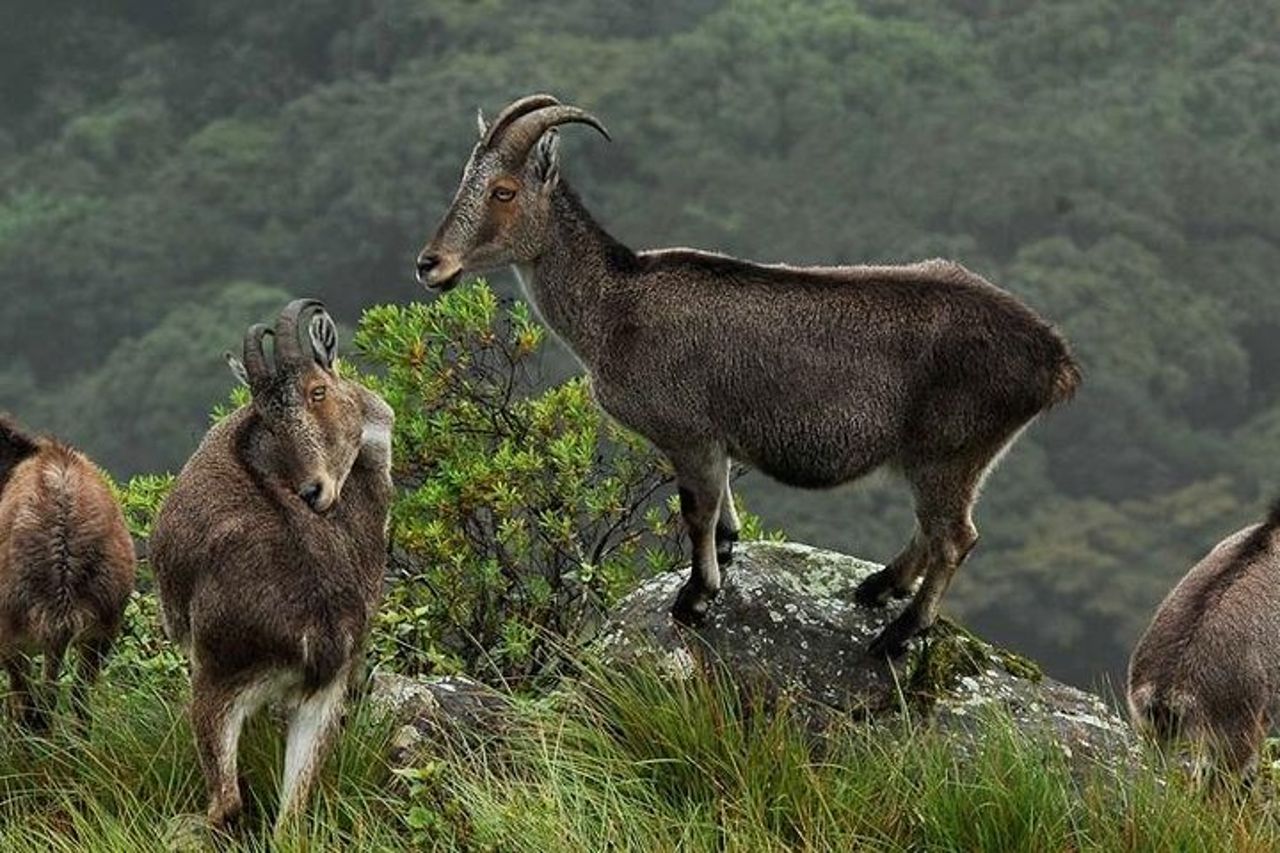 Chinnar tour di un giorno nella valle selvaggia (di Munnar Info) — 2