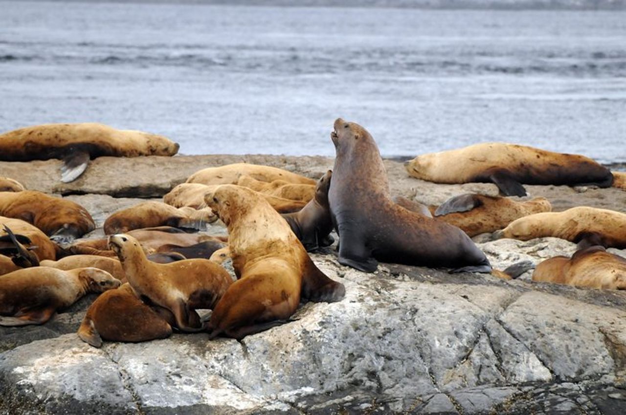 Vancouver Island Zodiac Whale Watching Adventure - Telegraph Cove — 2