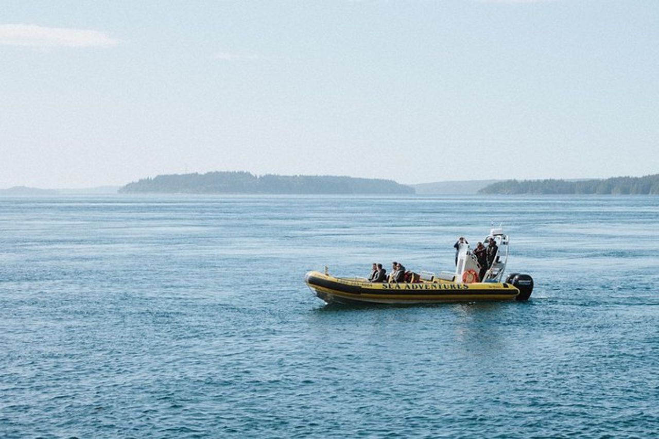 Vancouver Island Zodiac Whale Watching Adventure - Telegraph Cove — 4