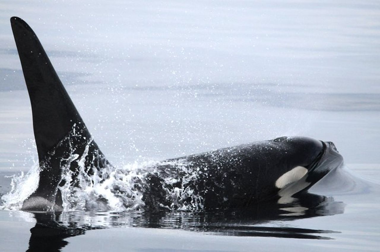 Vancouver Island Zodiac Whale Watching Adventure - Telegraph Cove — 5