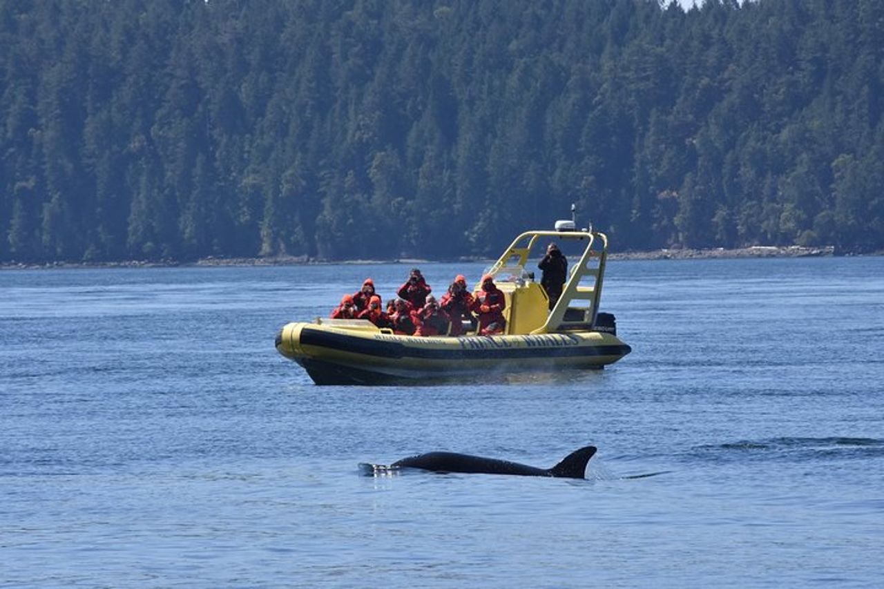 Vancouver Island Zodiac Whale Watching Adventure - Telegraph Cove — 6