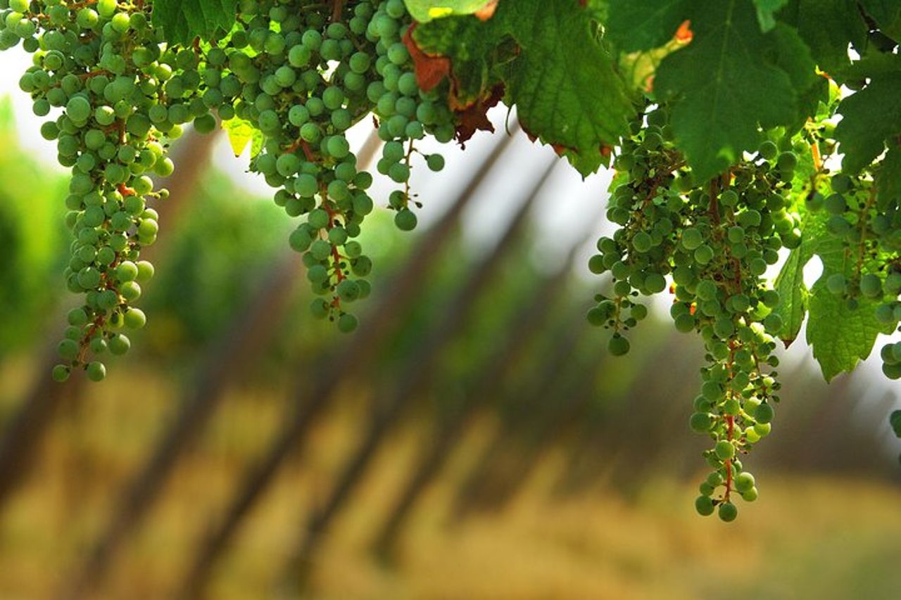 Tour privato di 8 ore in cantina in Franciacorta e Bergamo da Milano — 4