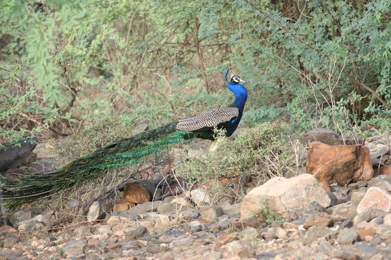 Sariska Tiger Prenota Assistenza per Biglietti Safari Privati Zingari — 2