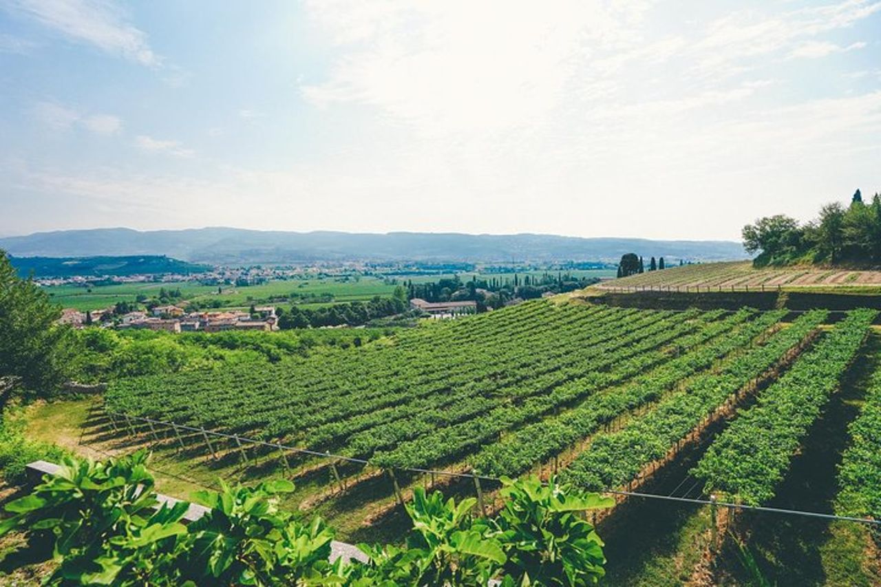 Da Verona alla Valpolicella: 2 degustazioni e viste in cantina — 3