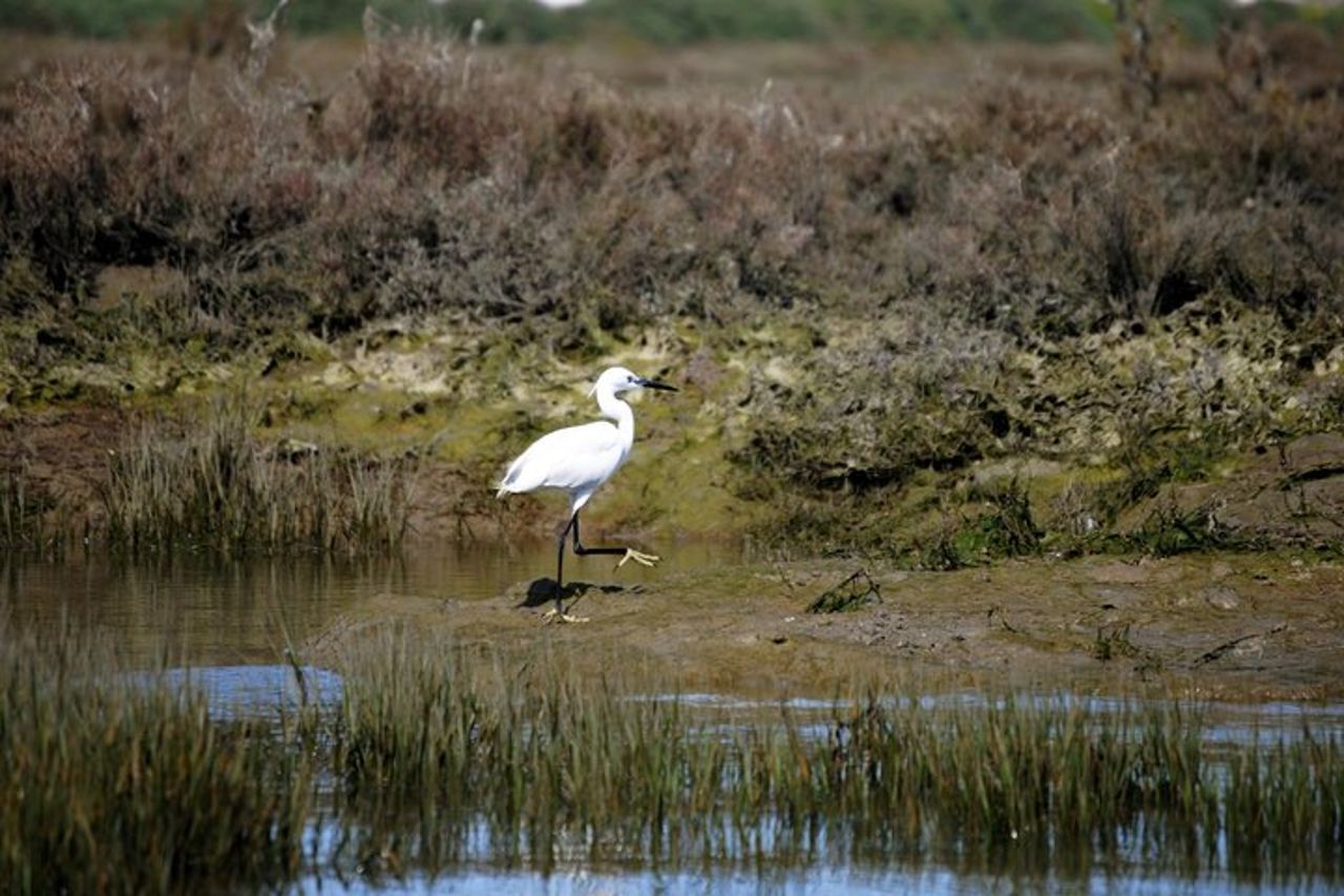 Gita in barca guidata di 2 ore di Bird Watching a Ria Formosa da Faro Algarve — 6