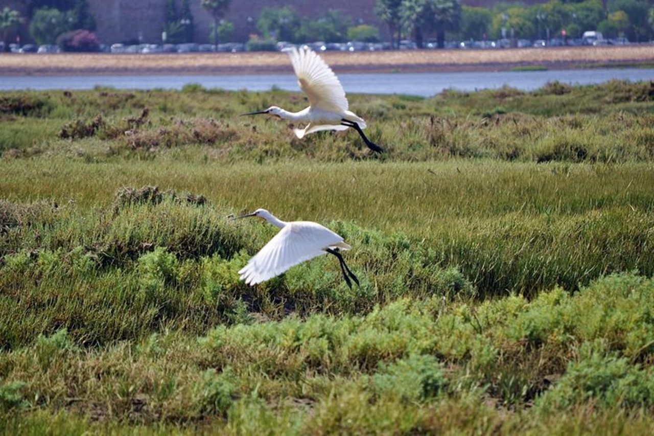Gita in barca guidata di 2 ore di Bird Watching a Ria Formosa da Faro Algarve
