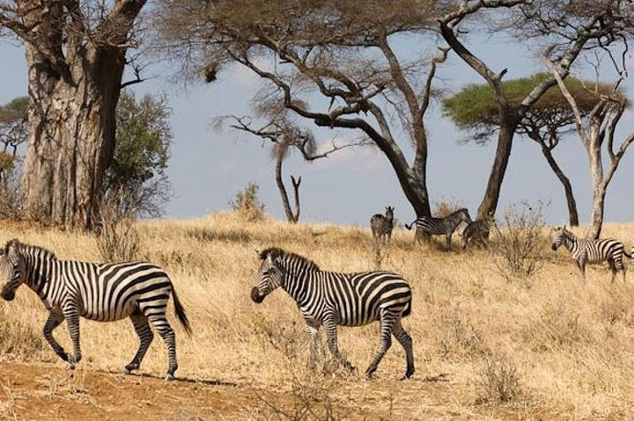 Cratere Tarangire Serengeti Ngorongoro di 4 giorni — 9