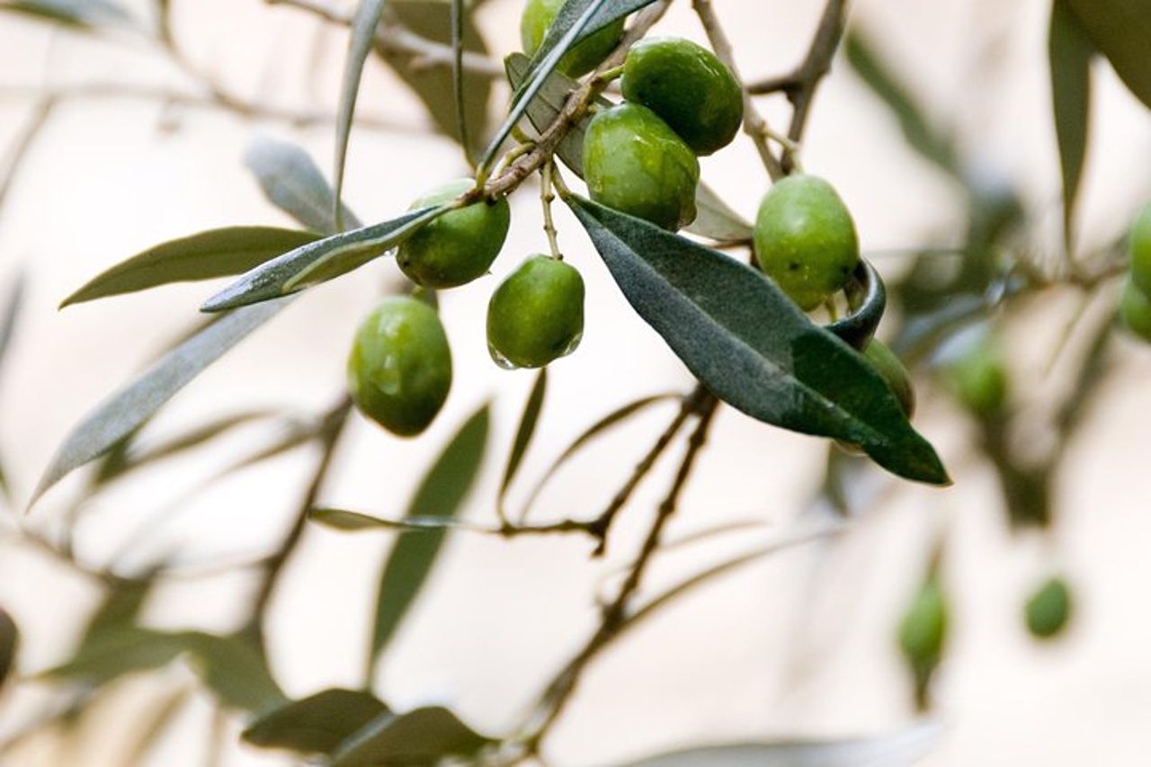 Umbria Food & Wine- Tour privato di 8 notti — 2