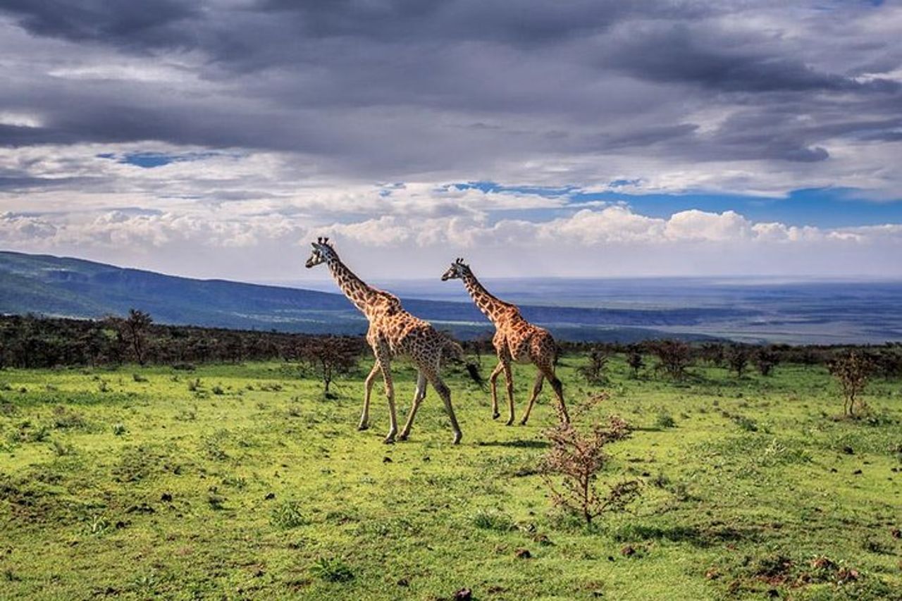 Cratere Tarangire Serengeti Ngorongoro di 4 giorni — 3