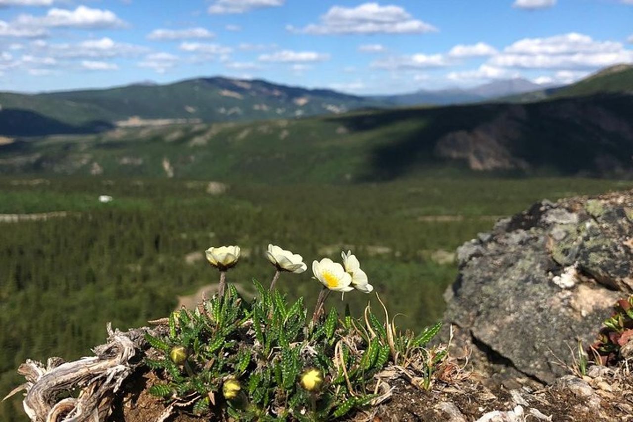 Tour a piedi di 5 ore a Denali con Guida Naturalista — 7