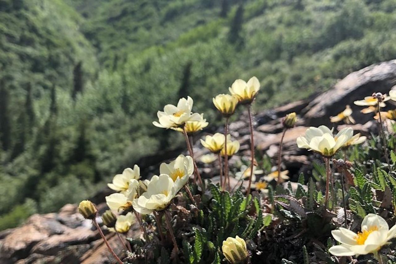 Tour a piedi di 5 ore a Denali con Guida Naturalista — 8