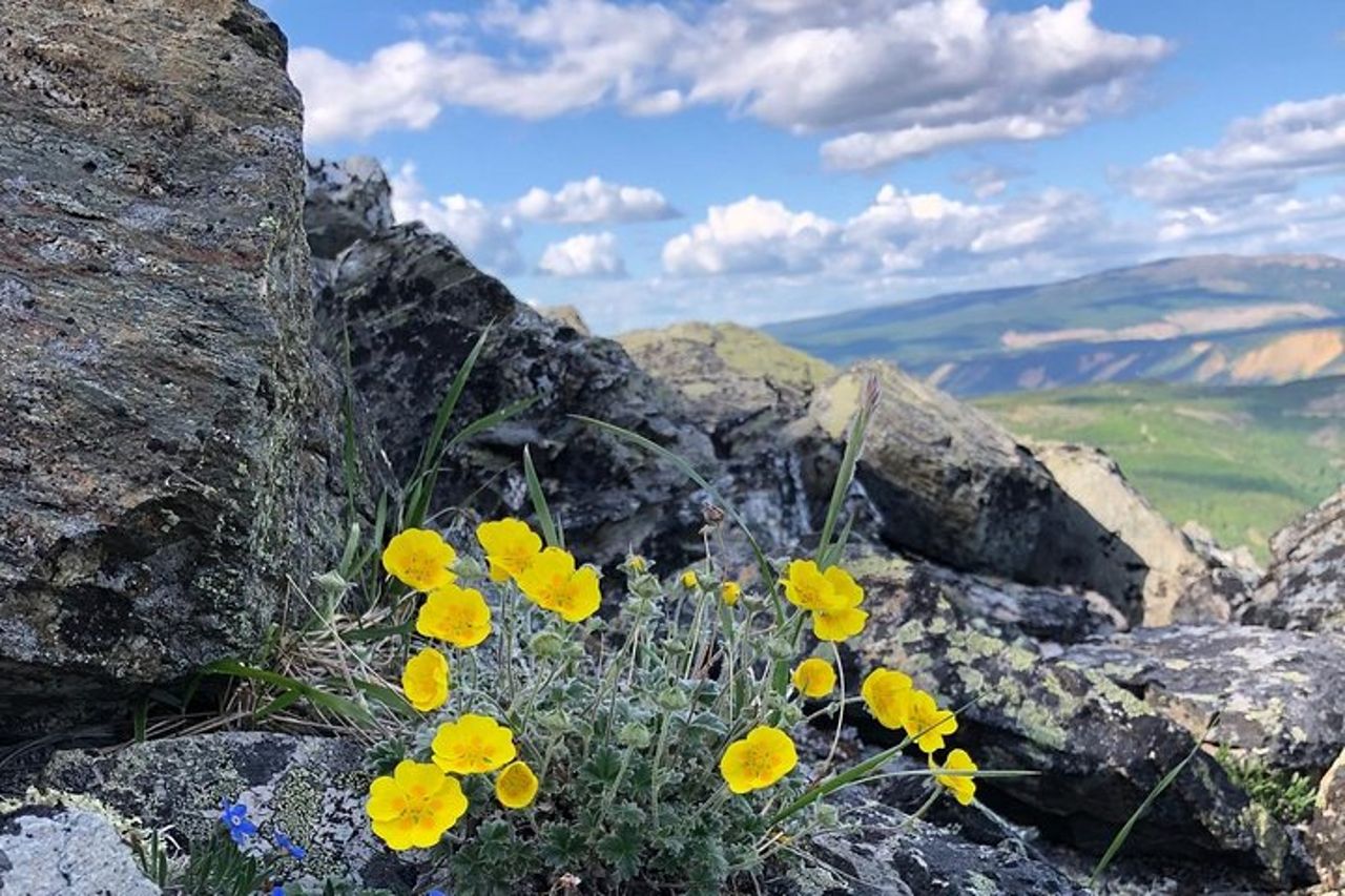 Tour a piedi di 5 ore a Denali con Guida Naturalista — 9