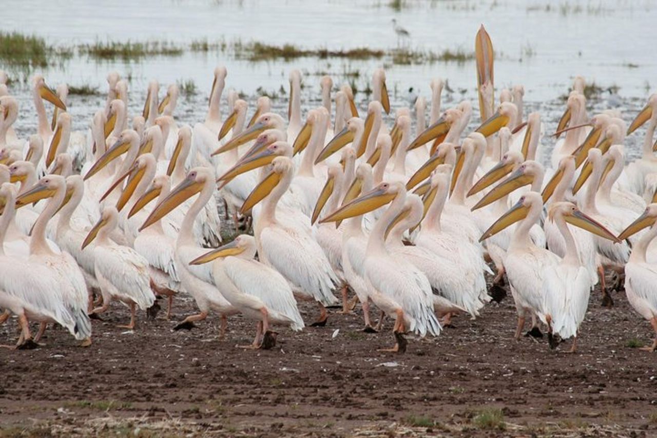 Cratere Tarangire Serengeti Ngorongoro di 4 giorni — 6
