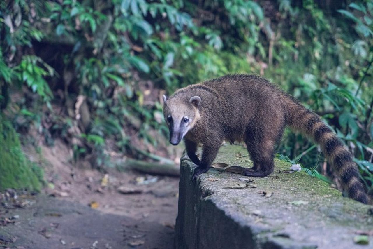 Nuota sotto le cascate di Tijuca — Escursioni, grotte, fauna selvatica e viste di Rio — 9