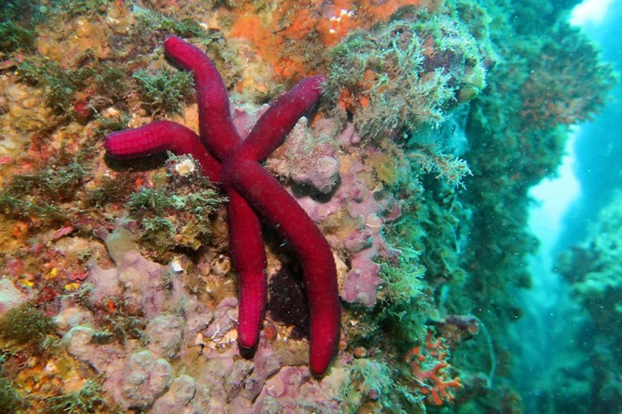 Tour di snorkeling nella Riserva Naturale Isola Bella — 3