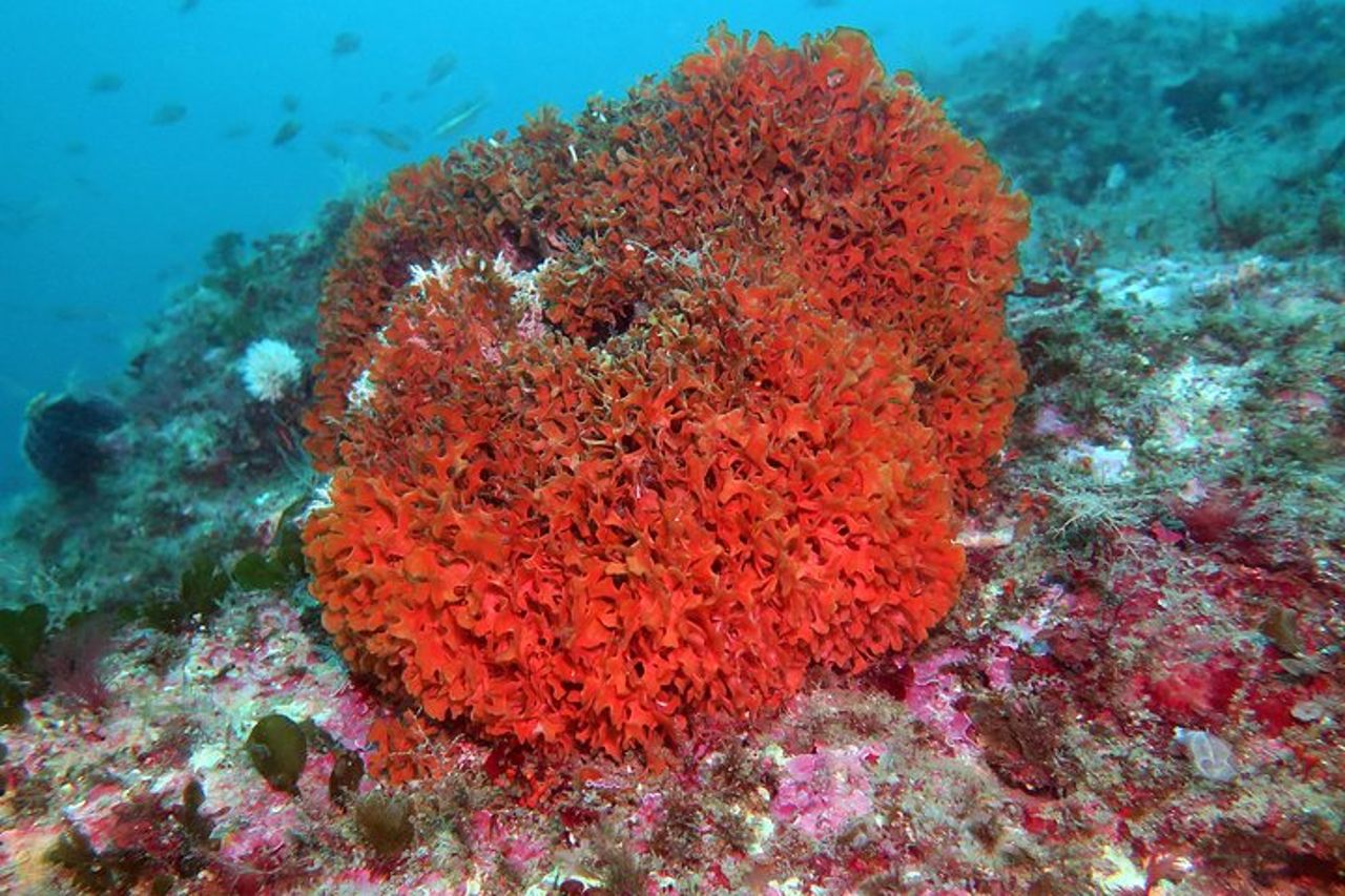Tour di snorkeling nella Riserva Naturale Isola Bella — 5
