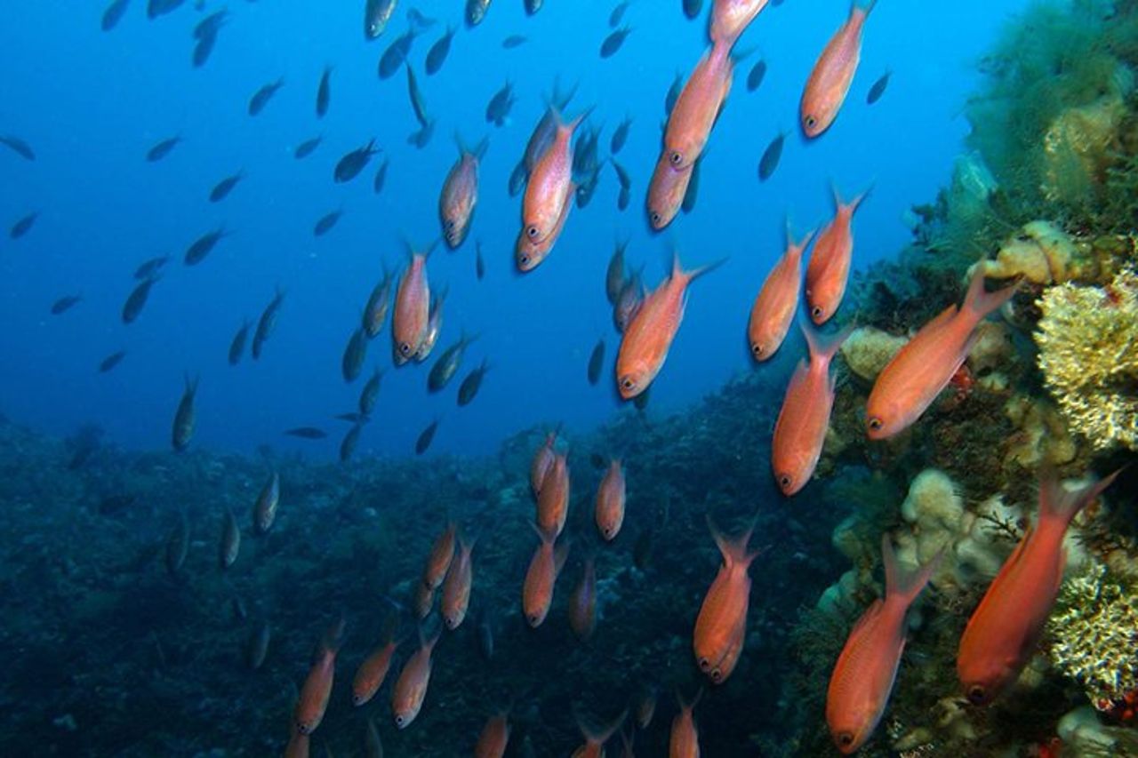 Tour di snorkeling nella Riserva Naturale Isola Bella — 6