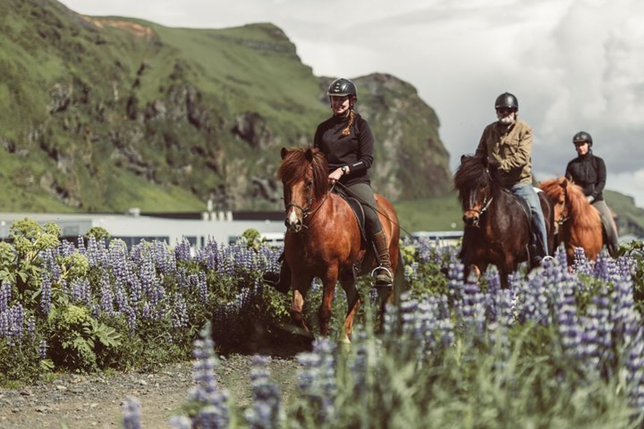 Tour a cavallo della Black Sand Beach da Vik — 8