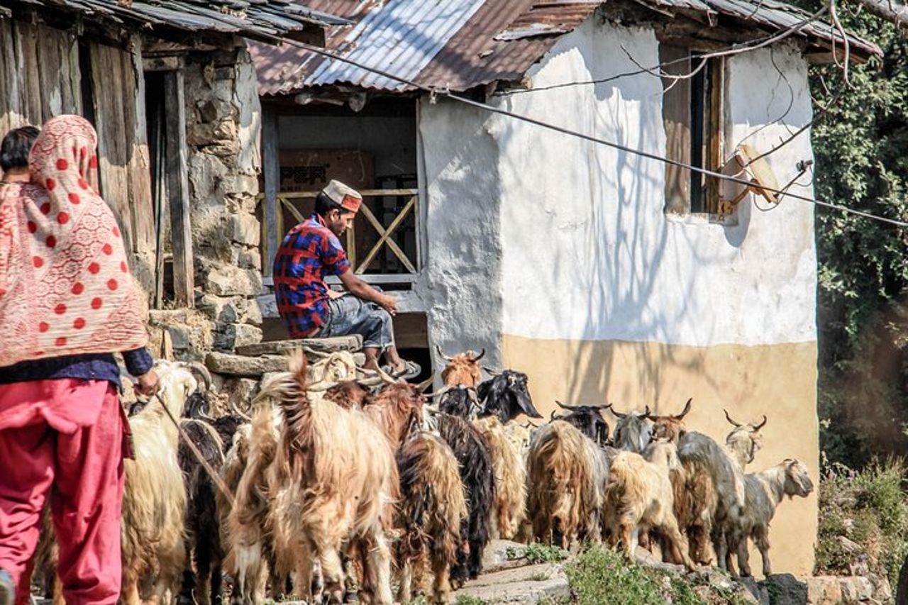 7 giorni Dharamsala - Dalai Lama home Trek — 3