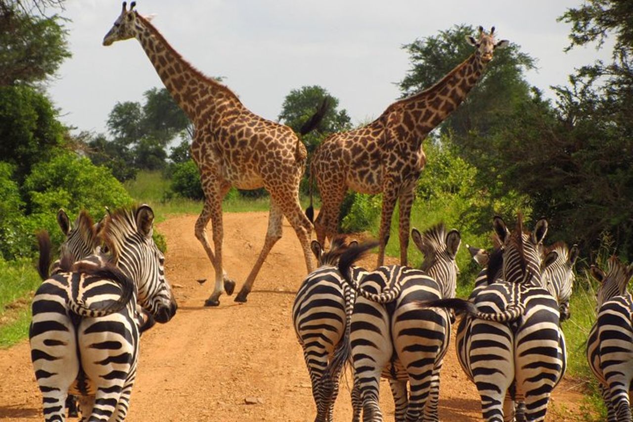 Safari di 4 giorni da Arusha: Tarangire, Serengeti e Ngorongoro — 2