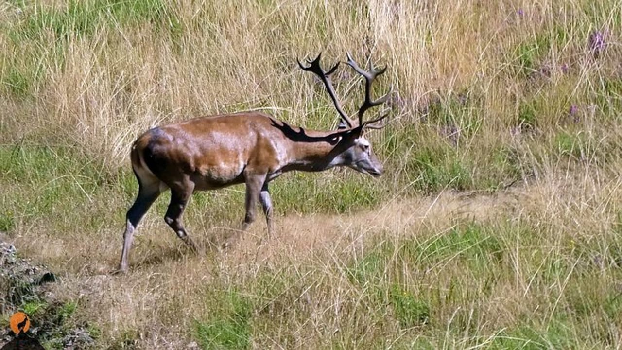 Alla scoperta della natura a Serra da Lousã — 2