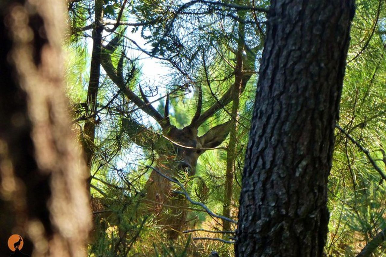 Alla scoperta della natura a Serra da Lousã — 7