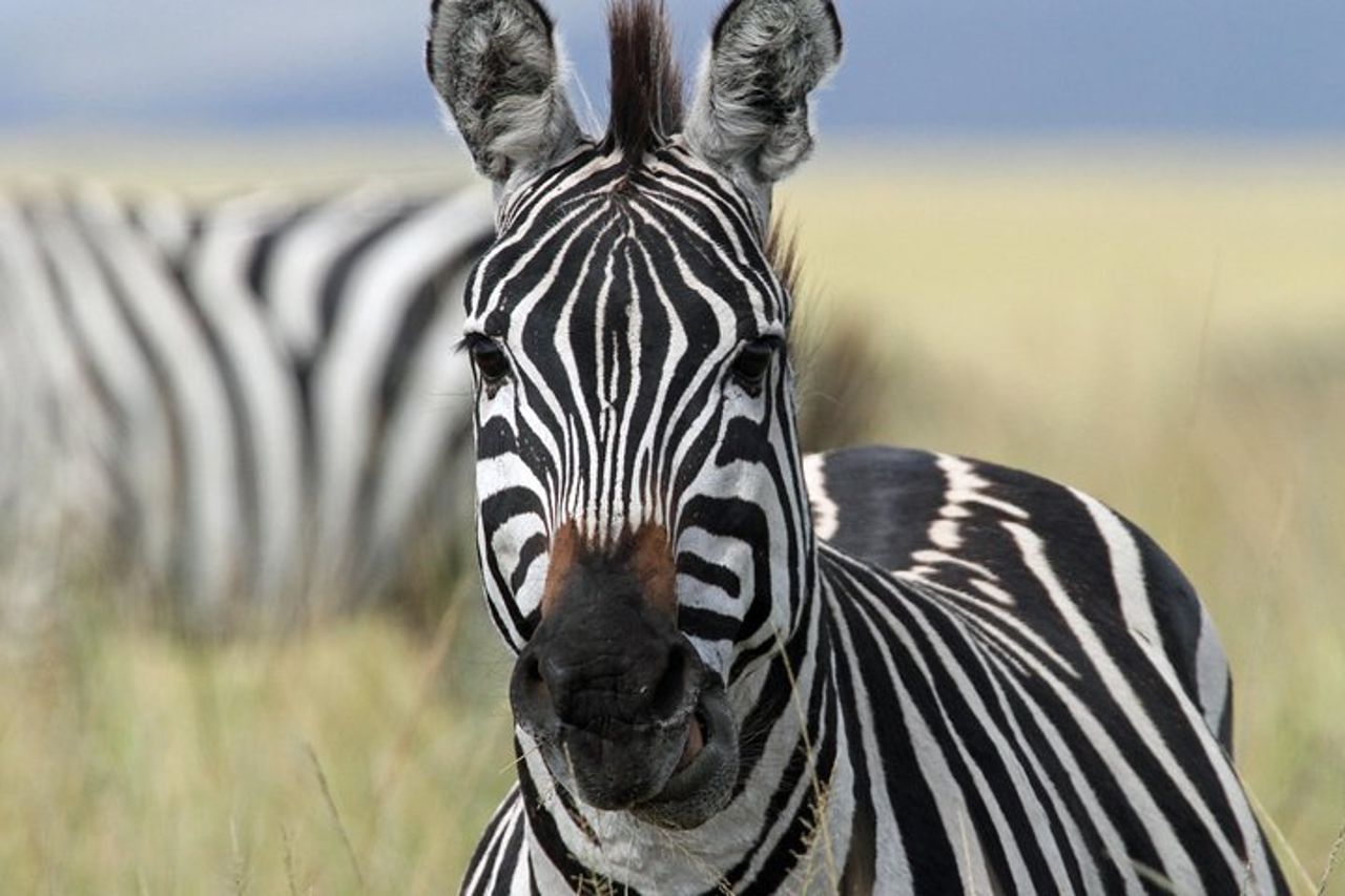 Safari di 4 giorni da Arusha: Tarangire, Serengeti e Ngorongoro
