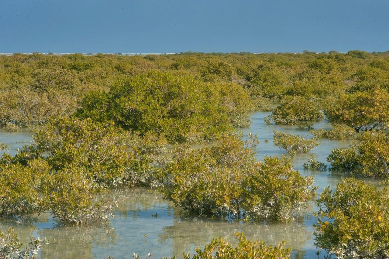 Tour del Nord Qatar | Forte di Zubara | Isola Viola | Colonia di Mangros — 4