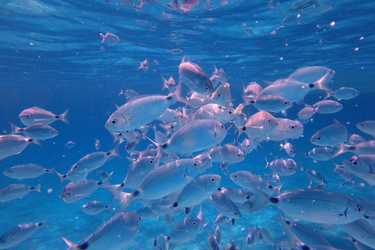 Tavolara Boat Tour e Snorkeling — 8