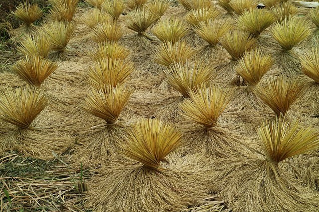 La natura curativa della campagna di Bandung — 2