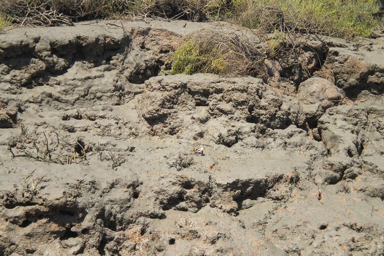 Breve gita in barca della laguna Ria Formosa dell'Algarve da Faro: 1 ora — 8