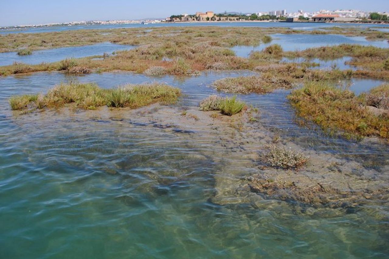 Breve gita in barca della laguna Ria Formosa dell'Algarve da Faro: 1 ora — 9