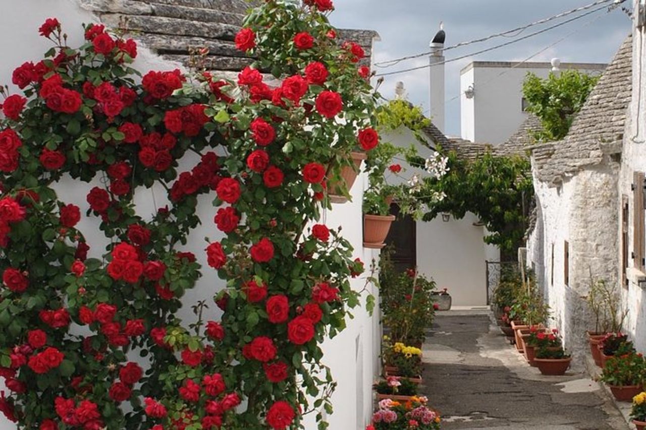 Tour di mezza giornata ad Alberobello con degustazione di olio extravergine d'oliva e liquori. — 2