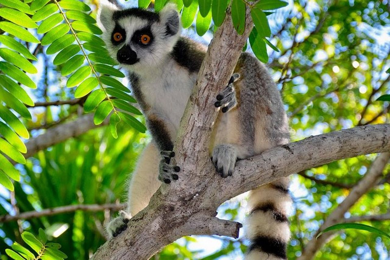Tour della natura del Madagascar per 2 giorni — 6