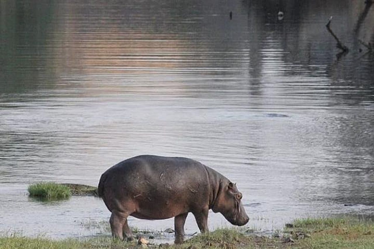 Safari di 4 giorni e 3 notti al Parco nazionale di Ruaha — 4