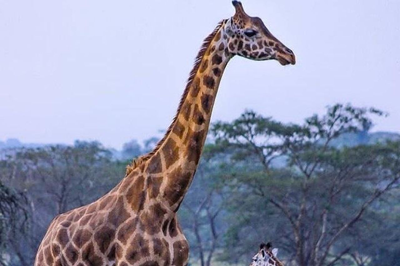 Safari di 4 giorni e 3 notti al Parco nazionale di Ruaha — 5