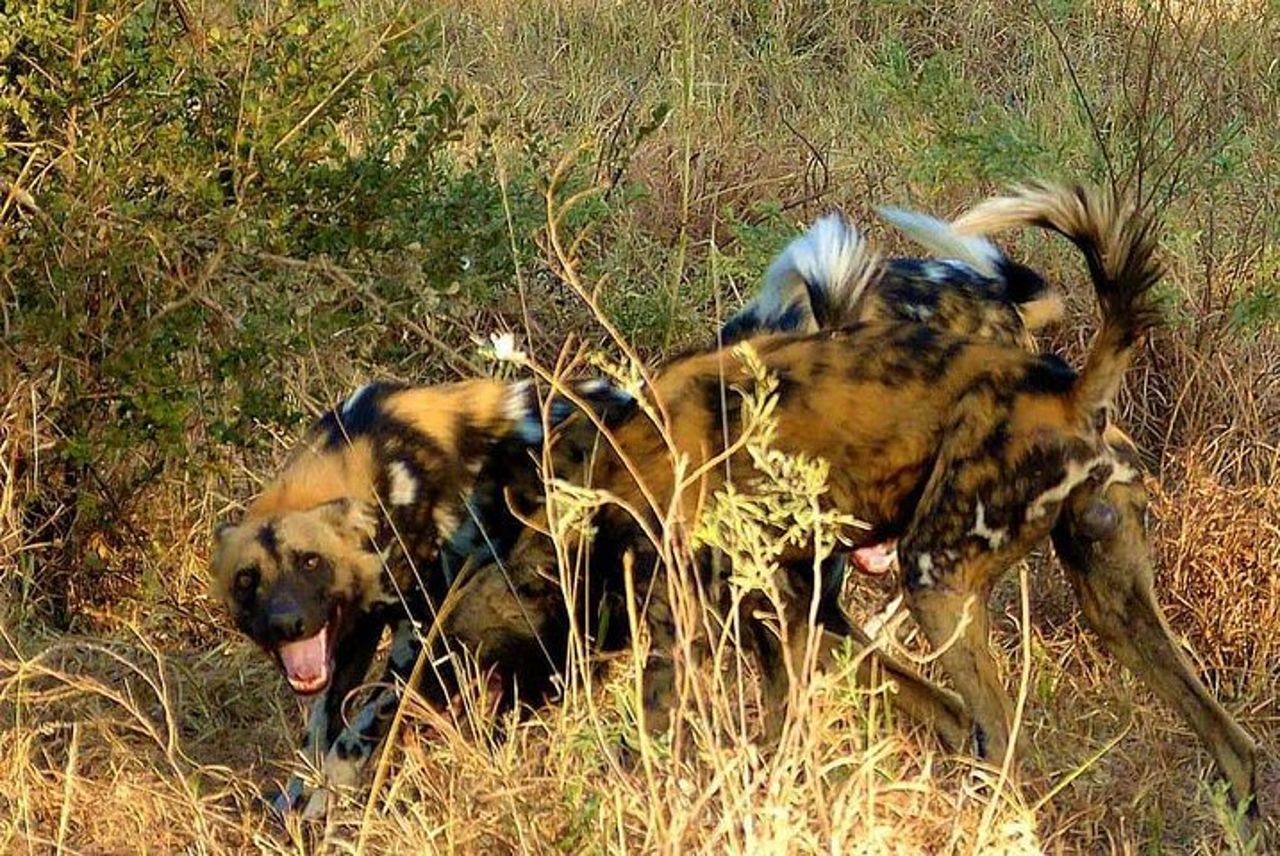 Safari di 4 giorni e 3 notti al Parco nazionale di Ruaha — 3
