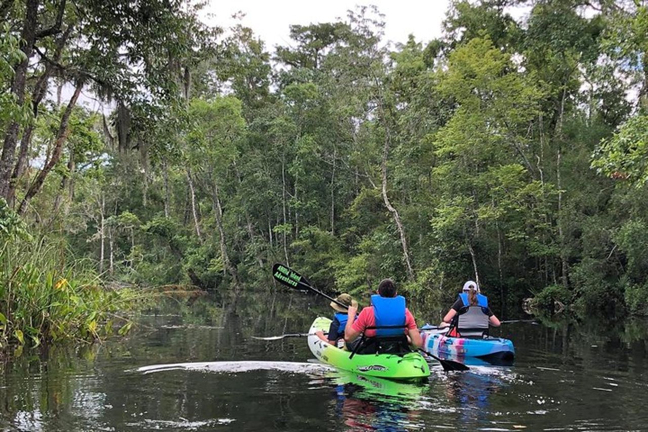 Kayak autoguidato: vera avventura in Florida — 2