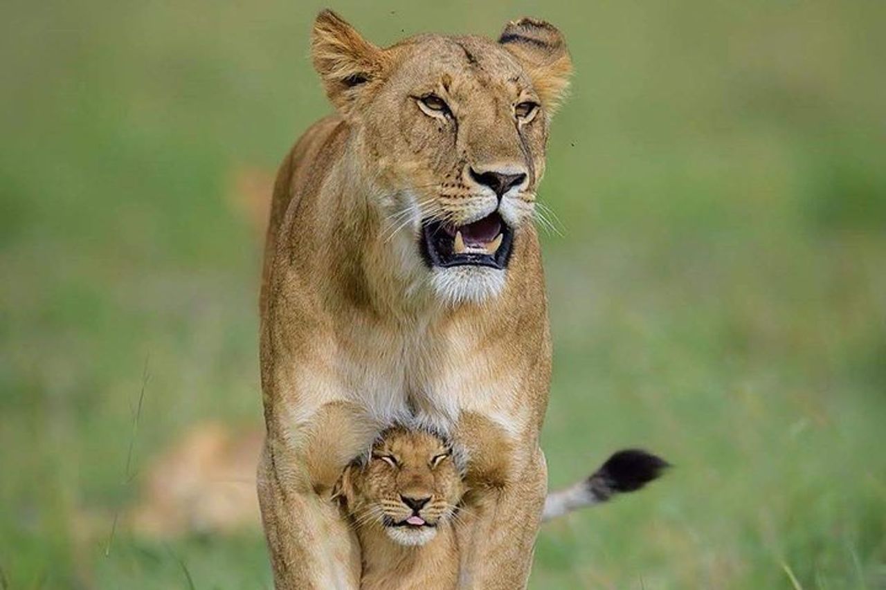 Safari di 4 giorni e 3 notti al Parco nazionale di Ruaha — 6