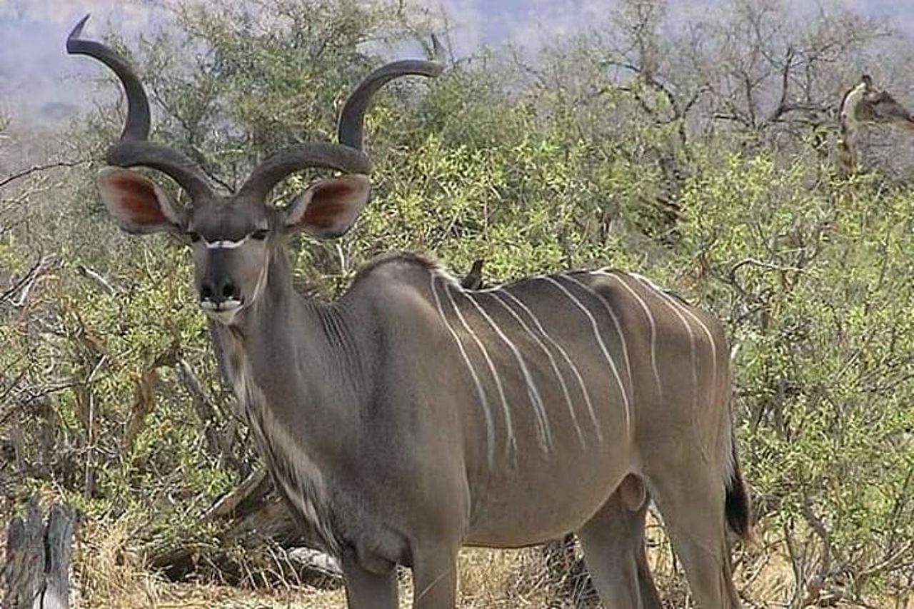 Safari di 4 giorni e 3 notti al Parco nazionale di Ruaha