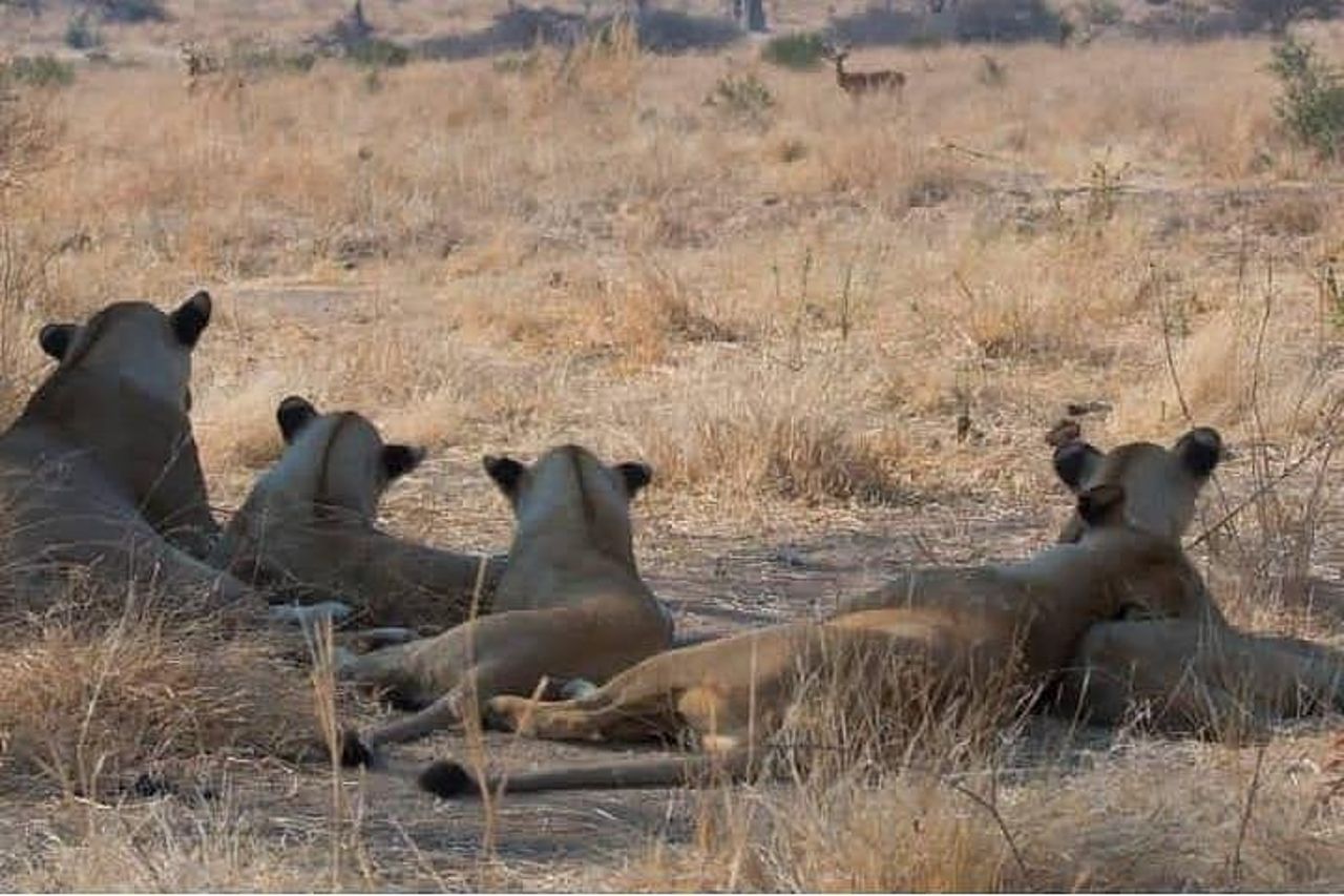 Safari di 4 giorni e 3 notti al Parco nazionale di Ruaha — 7