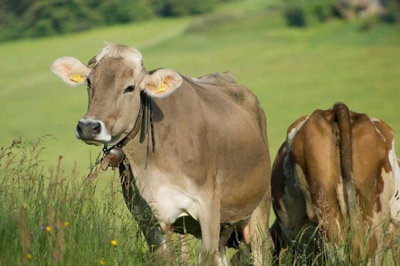 Alberobello guided tour & Dairy GUIDED TOUR With soft Lunch & — 4