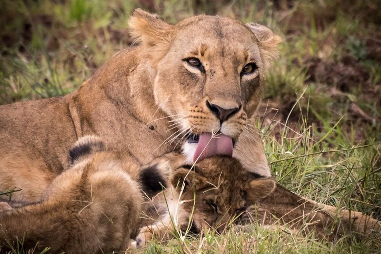 5 giorni Masai Mara, Lake Naivasha, Lake Nakuru Safari — 2
