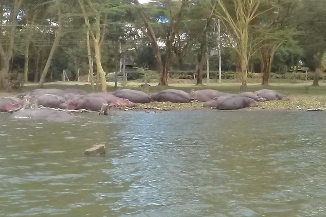 5 giorni Masai Mara, Lake Naivasha, Lake Nakuru Safari — 4