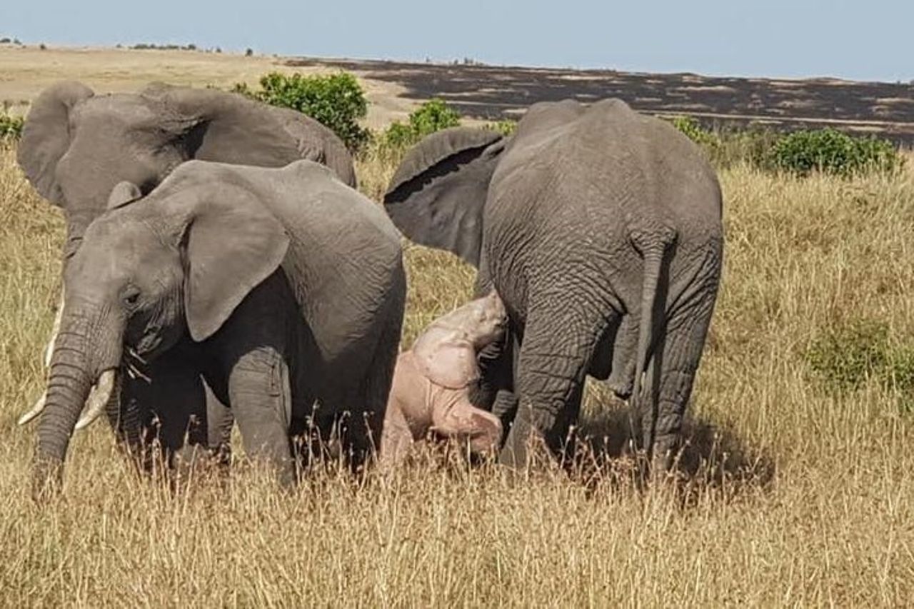 5 giorni Masai Mara, Lake Naivasha, Lake Nakuru Safari — 5