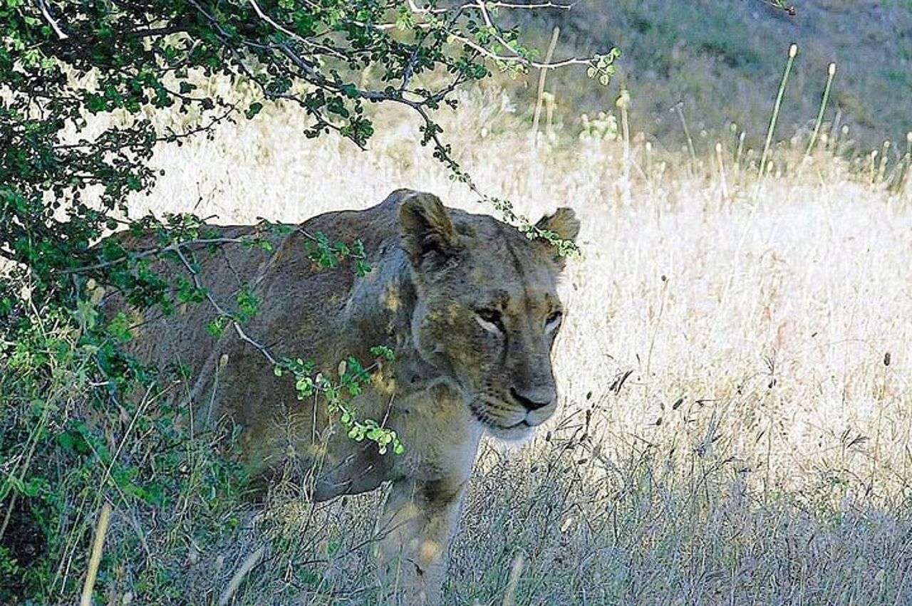 5 giorni Masai Mara, Lake Naivasha, Lake Nakuru Safari — 6