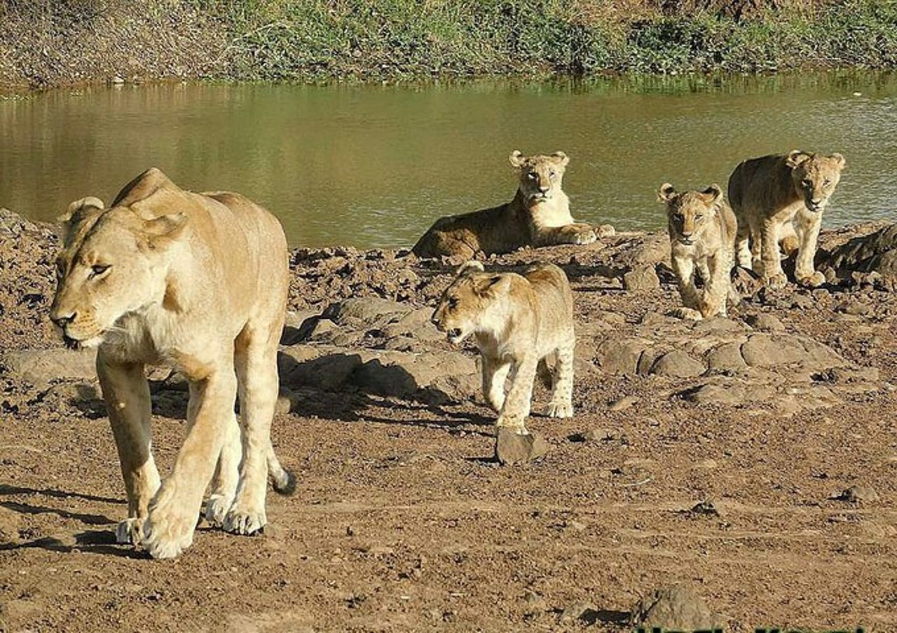 5 giorni Masai Mara, Lake Naivasha, Lake Nakuru Safari — 7