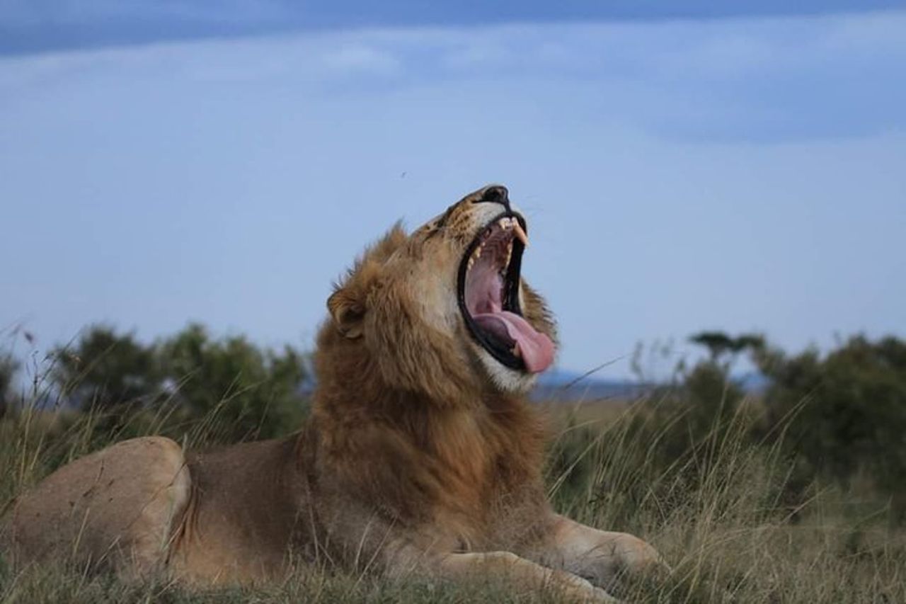 5 giorni Masai Mara, Lake Naivasha, Lake Nakuru Safari — 9