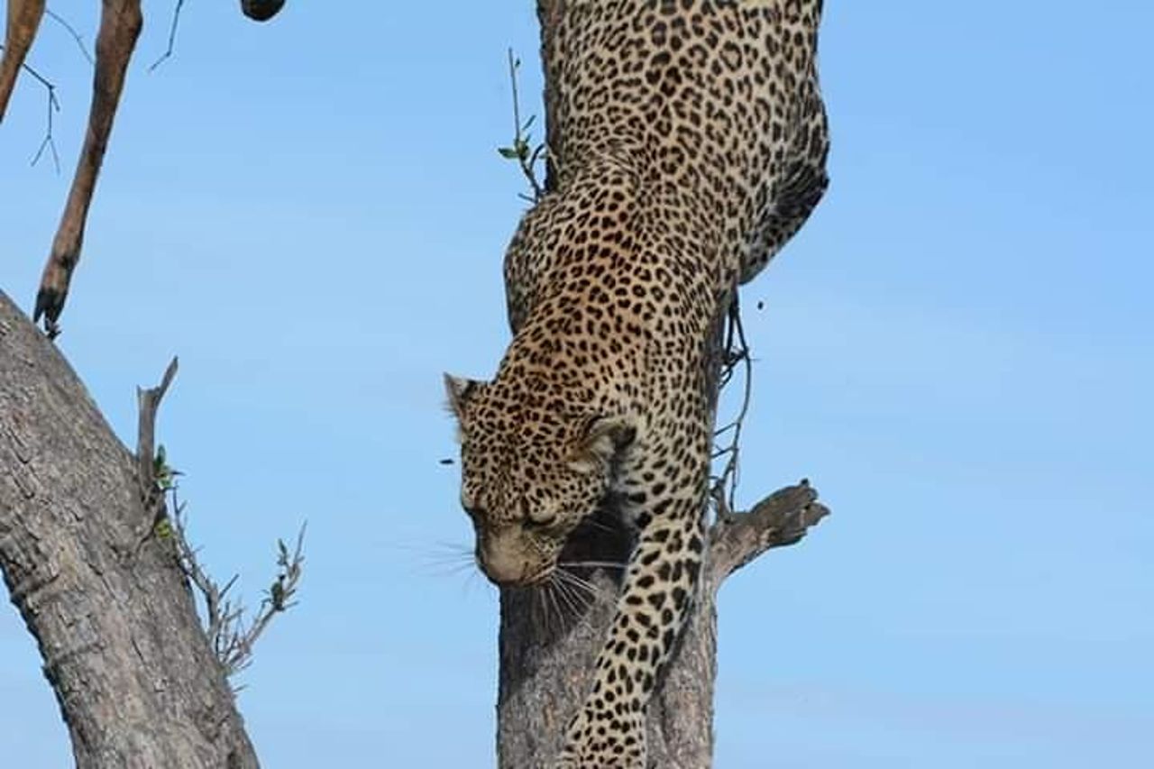 Safari di 4 giorni e 3 notti al Parco nazionale di Ruaha — 2