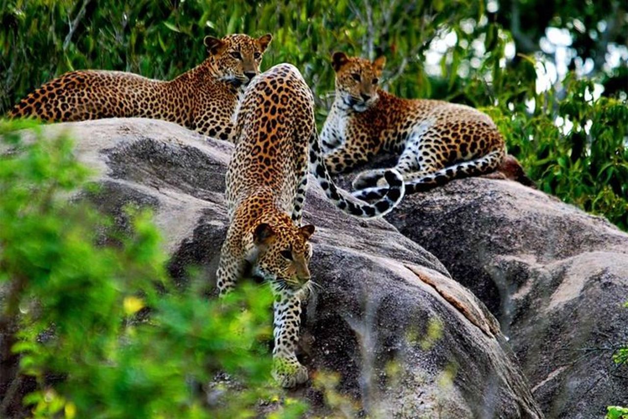 Yala Wild Adventure Safari — 2